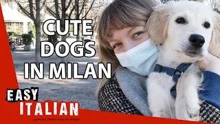 Cute Dogs in Milan | Easy Italian 68