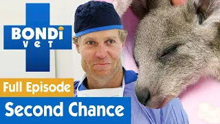 🦘Baby Kangaroo Gets A Second Chance At Life | FULL EPISODE | S7E18 | Bondi Vet