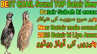 بٹیر کی خوبصورت آواز Batair mp3 sound.Subeh ki mast awaz batair