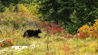 Où tirer un ours à la carabine