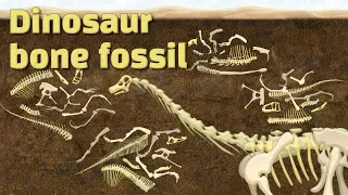 Dinosaur fossil discovered | Dinosaur skeleton | 산퉁고사우루스Shantungosaurus+4 Dinosaur bone | 공룡의 뼈를 찾아라