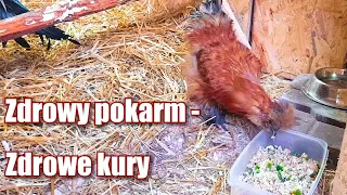 Zdrowy pokarm-zdrowe kury/karmienie kur/co jedzą moje kury.