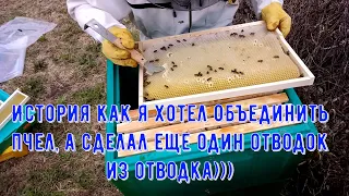 История как объединял пчелосемьи)))