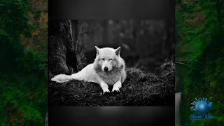 wolf wallpapers slideshow |wolf hd wallpaper| copyright free music