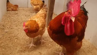 AYAM MERAWANG  (PACEK JUMBO)