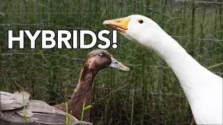 All About Duck Goose Hybrids | Can a Duck or a Goose Make a Guck or a Doose?