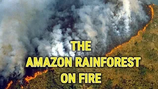 The Amazon Rain Forest is on fire and No One Cares