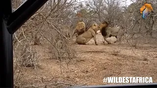 Lion Abandons His Brother in Battle | Latest Kruger Sightings