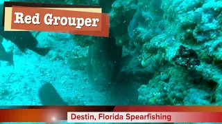 Destin Spearfishing - Red Grouper