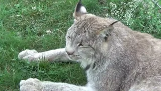 Max Canada Lynx Late June 2022