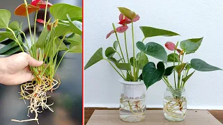 Techniques growing aquatic plant red sail flowers in glass vases, office decoration