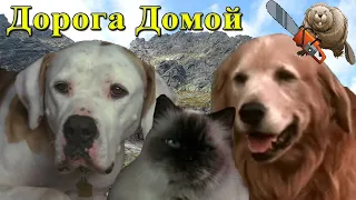 ДОРОГА ДОМОЙ:  НЕВЕРОЯТНОЕ ПУТЕШЕСТВИЕ / Homeward Bound: The Incredible Journey 1993 Обзор фильма