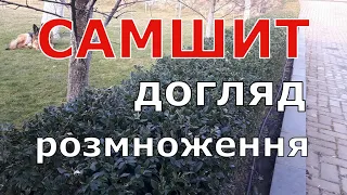 Самшит Догляд Розмноження