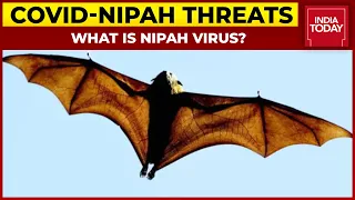Covid-Nipah Twin Threats: What Is Nipah Virus? That Claimed Life Of Kerala Boy