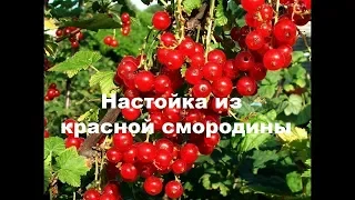 Настойка из красной смородины