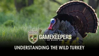 Understanding The Wild Turkey