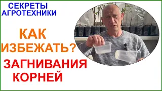 Загнивание корней у саженцев винограда. Как избежать?