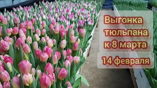 Выгонка тюльпана к 8 марта 14 февраля начало срезки