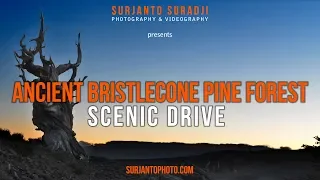 ANCIENT BRISTLECONE PINE FOREST SCENIC DRIVE