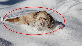 Голодная и замерзшая собака лежала на снегу .. То что было под ней давало ей силы жить