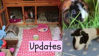 Pigs Have Moved & Bonded!? | Hamster HorsesandCats