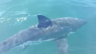 15 Foot Great White Shark Consumes Diver as Family Watches - Therese Cartwright