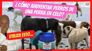 🔴 ¿CÓMO AHUYENTAR PERROS DE UNA PERRA EN CELO CON VICKS VAPORUB? 🔴