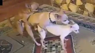 Chihuahua Threesome Mating