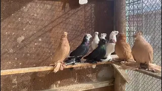 Двухчубые Голуби Кептерлер Pigeons 🕊🕊🕊🕊🕊