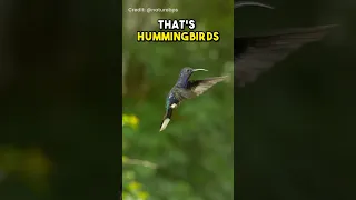 Did you know? Hummingbirds 🐦 can fly backwards