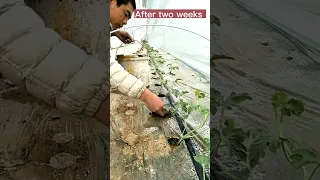 Watermelon Farming Techniques #satisfying #short