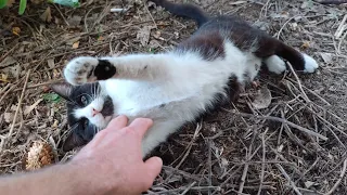 A cat in a tuxedo goes crazy when you pet him