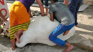 Biggest qurbani cows of GRAMSICO 2019. Dhaka Bangladesh