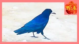 Грачи прилетели Как отличить грача от вороны🐦