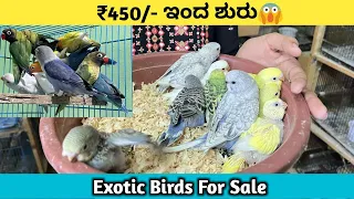 Exotic Love Birds For Sale | Birds Sale In Bangalore | Love Birds For Sale |