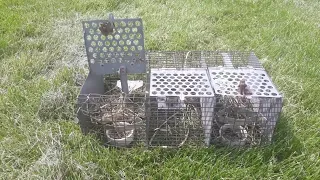 easiest way to trap house sparrows out of a bluebird or purple martin house