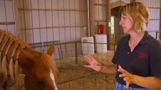 Horseback Riding is Proving to be Great Therapy for Special Needs Kids