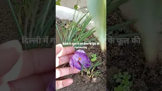 आज मैंने गमले में लगे केसर/ saffron के फूल की Harvesting की  #shortvideo #kesarflower