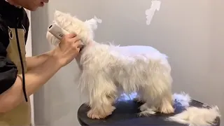 West Highland White Terrier Grooming By Asian Groomer 2021 | Pets Haircuts - Puppy Groomy