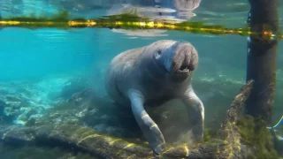 When Manatees Attack!