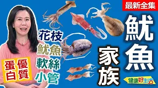 健康好生活  20230918  海中珍饈大豐收！高營養低脂「魷魚家族」