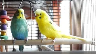 1 Hour of Budgie Best Friends Talking, Playing and Singing - Mango and Chutney