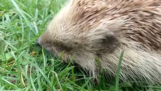 sonic the blind hedgehog that lives in our garden