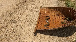 TOP 10 Amazing Videos Fishing Beautiful Fish and Catching Snake in Lake