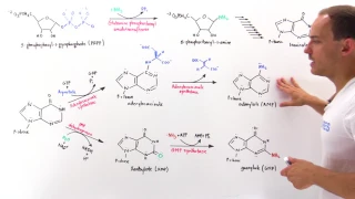 Purine Synthesis