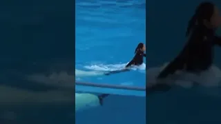 dolphin playing with girl