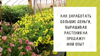 ЗАНИМАТЬСЯ ЛЮБИМЫМ ДЕЛОМ И ЗАРАБАТЫВАТЬ? ЛЕГКО! ТОНКОСТИ ВЫРАЩИВАНИЯ РАСТЕНИЙ НА ПРОДАЖУ