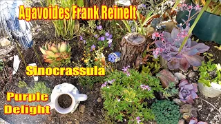 PART 4: Plant Echeveria Frank Reinelt & Baby Purple Delight | Anything Goes Succulent Garden Install