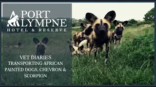 Port Lympne Hotel & Reserve | Vet Diaries Episode 1 | African Wild Dogs Moved