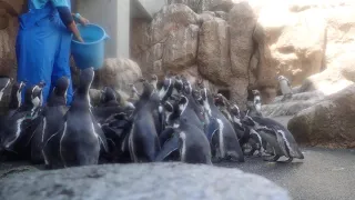 休館中のフンボルトペンギンたち(お食事)